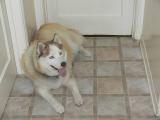 Sable was glad to be back in our cool house.